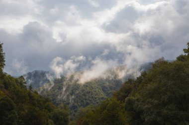 Ağaçlar ve ormanlarla dolu güzel sonbahar manzarası