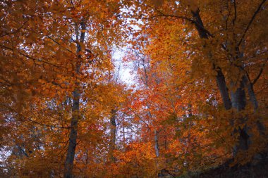 Sonbahar yaprakları, sonbahar bitkileri