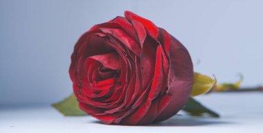 Beyaz arkaplan ile kırmızı gül,