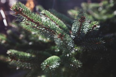 Kozalaklı Noel ağacı