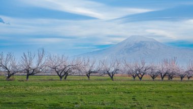 Arka planda kiraz ağaçları ve dağlar Ararat Dağı