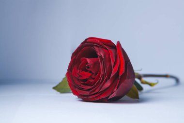 Beyaz arkaplanda su damlaları olan güzel kırmızı gül