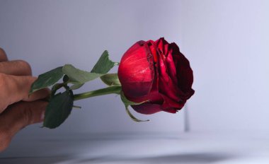 Kırmızı gül tutan bir el.