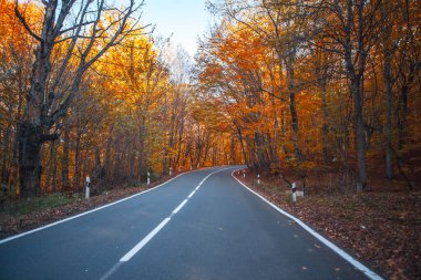 autumn landscape with a path in the forest
