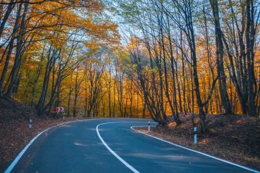 Ormanda güzel bir yol