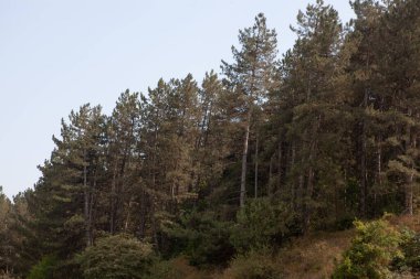 Yaz mevsiminde dağ tepesinde çam ağacı ormanı