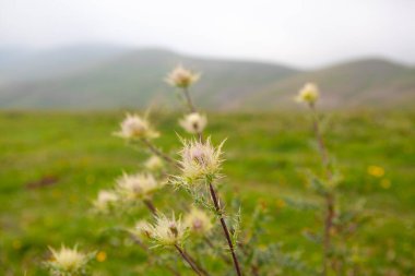 Bahçedeki güzel çiçekler