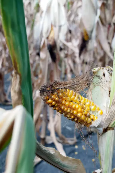 Ripe ear of corn. Ripe grains scattered on the ground. Vertical orientation.