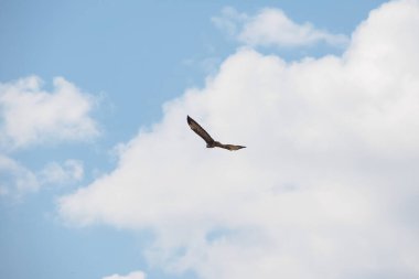 Bir yırtıcı kuş beyaz ve mavi gökyüzünde tek başına uçar. Arkadan görüntüle.