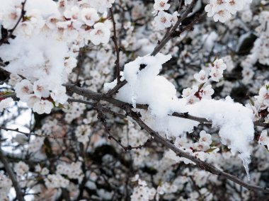 Kavram. Meyve ağacının buzla kaplı dalları. Genel plan. Beyaz cilt bakımı ve sarkıtları olan karla kaplı ağaç dalları. Engeller ne olursa olsun hayatı uyandırmak..
