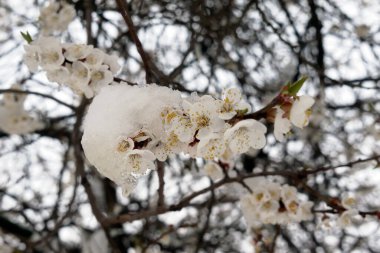 Kavram. Kar ve buzun içinde bir meyve ağacı dalı. Beyaz kızılötesi ışınlar karın buzlu kabuğundan dışarı bakar. Tüm engellere rağmen hayat uyanıyor..