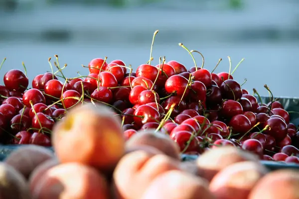 Erotic still life. Cherry. Between desire and the unknown. A pile of ripe red cherries with pits and green stems lies between ripe, textured yellow-red peaches and some kind of grayish-greenish background.