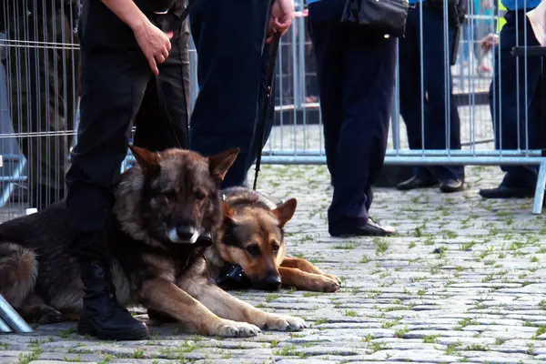 Zorla düzeni sağlamak. Akşamları, meydanda köpekli bir polis vardı. Kırmızı tırnaklı bir kadın Alman çoban köpeğini tasmayla tutuyor. Çevrelerindeki alan metal çitlerle çevrili..