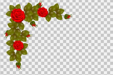 Vector rose realistic transparent boder with red flowers isolated
