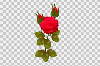 Vector rose realistic transparent set with red flowers isolated