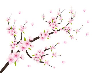 Sakura çiçekli kiraz çiçeği dalı. Kiraz çiçeği vektörü. Kiraz boyalı kiraz tomurcuğu. pembe sakura çiçeği