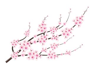 Kiraz çiçekli kiraz dalı. Kiraz çiçekli kiraz çiçeği. Kiraz tomurcuğu ve pembe sakura çiçeği.