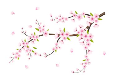Gerçekçi sakura çiçekli kiraz dalı pembe çiçekli kiraz çiçeği kiraz tomurcuklu ve pembe sakura çiçekli.