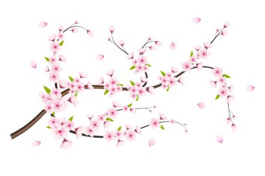 Gerçekçi sakura çiçekli kiraz dalı pembe çiçekli kiraz çiçeği kiraz tomurcuklu ve pembe sakura çiçekli.