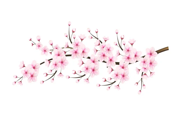 Gerçekçi sakura çiçekli kiraz dalı pembe çiçekli kiraz çiçeği kiraz tomurcuklu ve pembe sakura çiçekli.