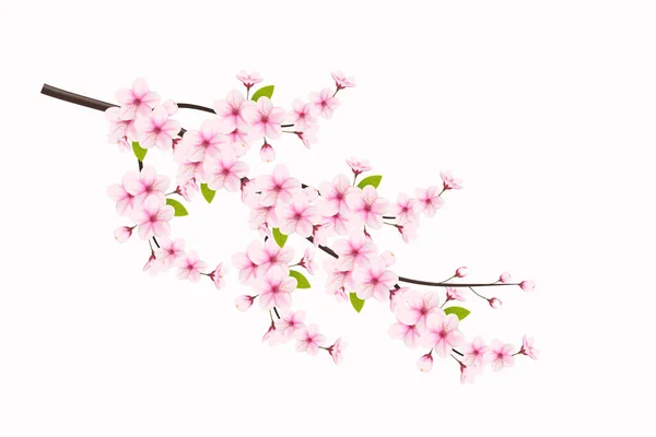 Gerçekçi Çiçek Açan Kiraz Çiçekleri Taç Yaprakları Illüstrasyonu Kiraz Çiçeği — Stok Vektör