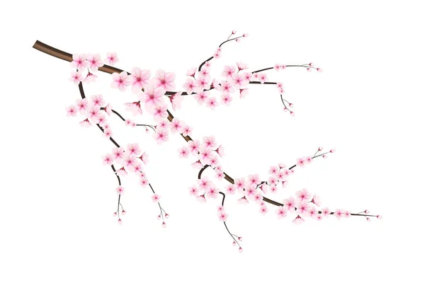  Gerçekçi çiçek açan kiraz çiçekleri ve taç yaprakları illüstrasyonu, kiraz çiçeği vektörü. Pembe sakura çiçeği arkaplanı. Çiçek açan kiraz çiçeği taşıyıcısı
