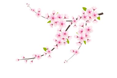Beyaz arka planda kiraz çiçeği ve sakura. Düşen yapraklar, çiçekler. Kayısı çiçekli elementlerin arka planı. Kiraz çiçeği dalı, çiçek yaprağı çizimi