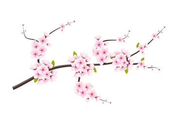Beyaz arka planda kiraz çiçeği ve sakura. Düşen yapraklar, çiçekler. Kayısı çiçekli elementlerin arka planı. Kiraz çiçeği dalı, çiçek yaprağı çizimi