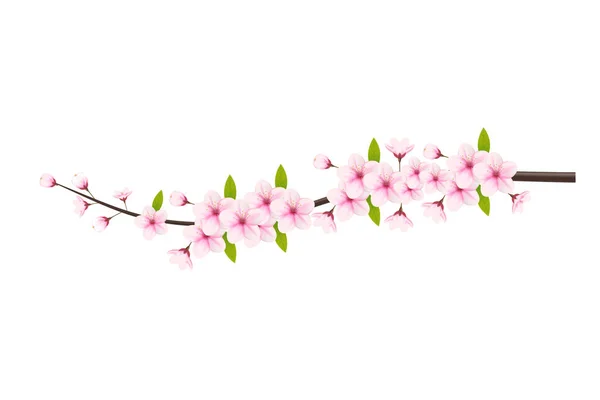 Beyaz arka planda kiraz çiçeği ve sakura. Düşen yapraklar, çiçekler. Kayısı çiçekli elementlerin arka planı. Kiraz çiçeği dalı, çiçek yaprağı çizimi