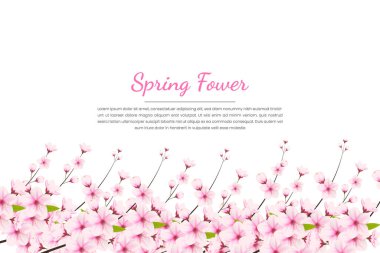 Kiraz çiçekli arka plan, sakura çiçekli. Suluboya kiraz çiçeği vektörü. Çiçek açan kiraz çiçeği vektörü. Pembe sakura çiçeği arkaplanı. Beyaz arkaplanda Sakura
