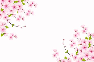 Kiraz çiçekli arka plan, sakura çiçekli. Suluboya kiraz çiçeği vektörü. Çiçek açan kiraz çiçeği vektörü. Pembe sakura çiçeği arkaplanı. Beyaz arkaplanda Sakura