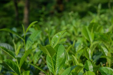 Taze, canlı çay yaprakları güneş ışığında güneşlenir, sakin bir çiftlikte zengin yeşil renklerini sergilerler. Doğal ortam bir sakinlik ve büyüme duygusunu teşvik eder..