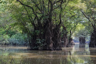 Huzurlu bir mangrov ormanında, sabah erken saatlerde sakin sulara yansıyan ve ziyaretçiler ve vahşi yaşam için sakin bir atmosfer yaratan, uzun ve korunmasız kökleri olan ağaçlar bulunur..