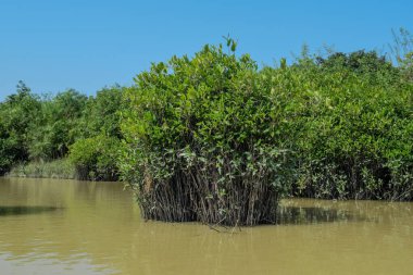 Berrak mavi gökyüzünün altında yemyeşil sularla çevrili sakin tuzlu sularda yoğun bir mangrov ağacı kümesi gelişir..