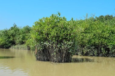 Canlı mangrov ağaçları nehir kıyısı boyunca gelişir, kökleri bulanık sulara gömülür, yoğun yeşilliklerle çevrili güneşli bir gökyüzünün altında..