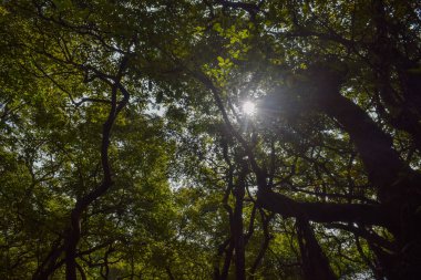 Sıcak güneş ışığı, ağaçların kalın yapraklarının arasından doğar ve sakin bir orman ortamını aydınlatır. Noktalı ışık davetkar ve barışçıl bir atmosfer yaratır..