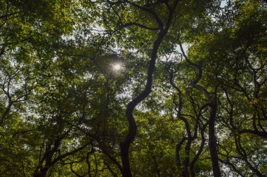 Parlak güneş ışığı, canlı bir ormanın kalın yapraklarına nüfuz eder. Ağaçların dalları yukarıda karmaşık bir şekilde sallanırken, yerdeki ışığı karartmaktadır..