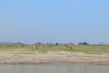 Bir grup inek yemyeşil bir nehir kıyısında huzur içinde otluyor, dingin kırsal bir ortamda sıcak güneşin ve taze otların tadını çıkarıyor..