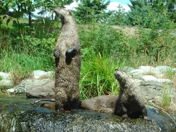 Güzel tavan, cam çiçekler