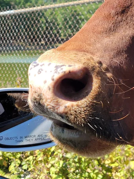 Güzel tavan, cam çiçekler