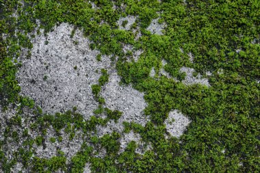 Eski beton duvar dokusunda yeşil yosun. Tasarım için soyut arkaplan ve doku.