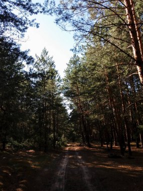 Huzurlu bir çam ormanından geçen manzaralı toprak bir yolun dikey fotoğrafı. Güneş ışığı uzun ağaçların arasından süzülür, yerde gölgeler bırakır, yukarıdaki parlak mavi gökyüzü.