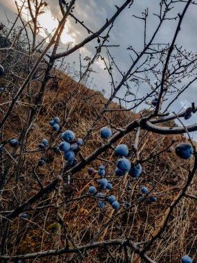 Kuru bir sonbahar tarlasında gün batımında dikenli dallarda yabani böğürtlenlerin kasvetli fotoğrafı. Dramatik gökyüzü ve kırsal tonlar doğa ve kırsal temalar için mükemmel doğal, mevsimsel bir atmosfer yaratır..