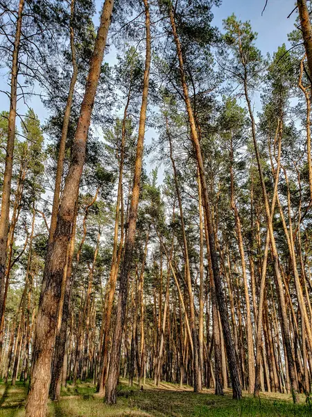 Açık mavi gökyüzüne uzanan yüksek çam ağaçlarının manzaralı dikey fotoğrafı. Güneş ışığı ormanın içinden süzülerek sakin ve huzurlu bir doğal manzara yaratır. Doğa temaları ve eko-seyahat için mükemmel..