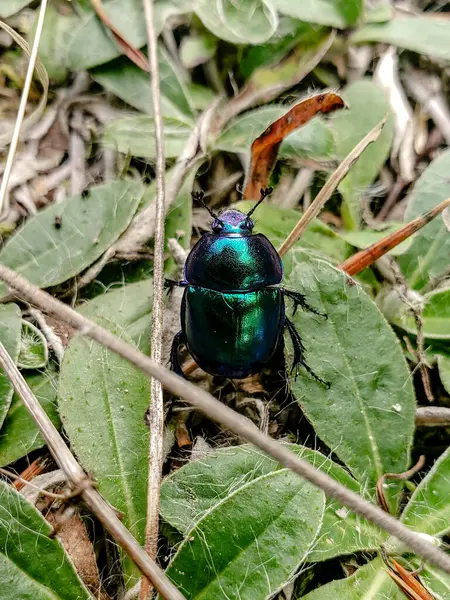 Parlak metalik yeşil bir böceğin orman zemininde kuru çimenler ve yapraklar arasında sürünen yüksek kaliteli makro fotoğrafı. Doğa, vahşi yaşam, böcek bilimi ve açık hava temalı yaratıcı projeler için idealdir..