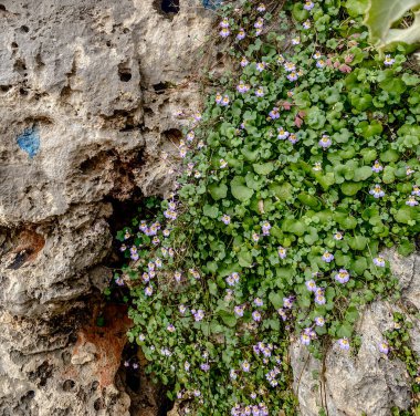Engebeli bir taş duvarda büyüyen canlı yeşil yaprakları olan narin kır çiçekleri. Yumuşak bitki örtüsü ve sert dokunun doğal kontrastı barışçıl ve kırsal bir manzara yaratır. Doğa, eko ve mevsimlik temalar için mükemmel.