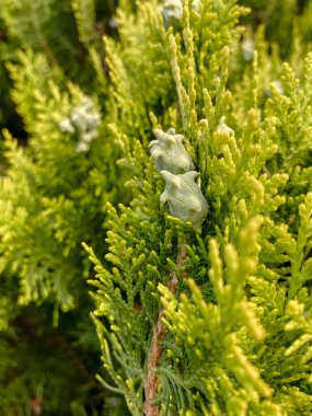 Yeşil selvi dalını sıcak güneş ışığında külahlarla kapatın. Yumuşak odaklı arka planı olan taze yeşil bitki dokusu. Botanik, çevre ve doğa kavramları için uygun doğal bahçe ayrıntıları.