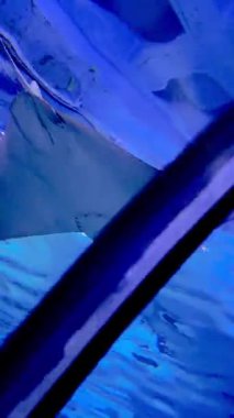 Bir akvaryumdaki berrak mavi suda düzgün süzülen bir vatoz sualtı görüntüsü. Huzurlu ve zarif deniz hayatı sahnesi, doğa, vahşi yaşam, eğitim ve rahatlama temaları için mükemmel..