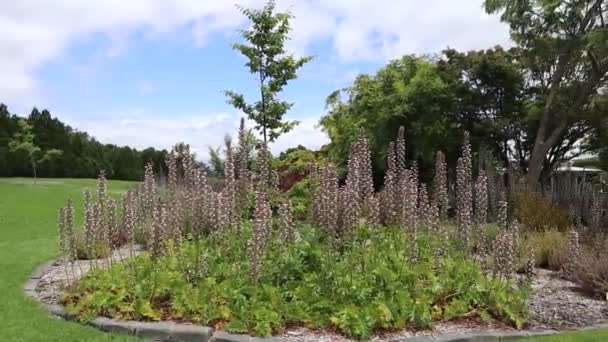 Greenery Scenery Grass Trees Sunny Day Kebun Anggur Australia — Stok Video