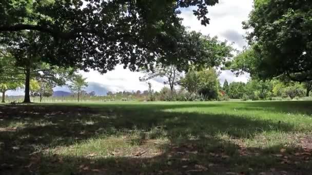 Сонячний День Траві Затінки Від Дерев Листяні Чисті Погодні Бризи — стокове відео